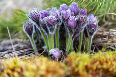 Boyarka şehrinde rüya çimi aramak için sabah yürüyüşü. Kiev bölgesi. Ukrayna. 03 numara. 29 yaşında. 2020