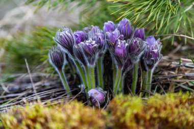 Boyarka şehrinde rüya çimi aramak için sabah yürüyüşü. Kiev bölgesi. Ukrayna. 03 numara. 29 yaşında. 2020