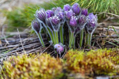 Boyarka şehrinde rüya çimi aramak için sabah yürüyüşü. Kiev bölgesi. Ukrayna. 03 numara. 29 yaşında. 2020