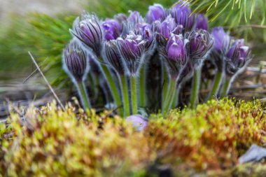 Boyarka şehrinde rüya çimi aramak için sabah yürüyüşü. Kiev bölgesi. Ukrayna. 03 numara. 29 yaşında. 2020