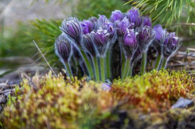 Boyarka şehrinde rüya çimi aramak için sabah yürüyüşü. Kiev bölgesi. Ukrayna. 03 numara. 29 yaşında. 2020