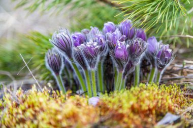 Boyarka şehrinde rüya çimi aramak için sabah yürüyüşü. Kiev bölgesi. Ukrayna. 03 numara. 29 yaşında. 2020