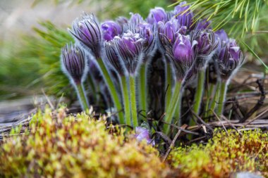 Boyarka şehrinde rüya çimi aramak için sabah yürüyüşü. Kiev bölgesi. Ukrayna. 03 numara. 29 yaşında. 2020