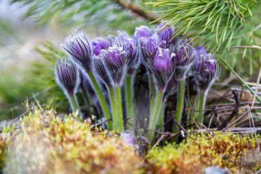 Boyarka şehrinde rüya çimi aramak için sabah yürüyüşü. Kiev bölgesi. Ukrayna. 03 numara. 29 yaşında. 2020