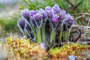 Boyarka şehrinde rüya çimi aramak için sabah yürüyüşü. Kiev bölgesi. Ukrayna. 03 numara. 29 yaşında. 2020