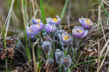 Boyarka şehrinde rüya çimi aramak için sabah yürüyüşü. Kiev bölgesi. Ukrayna. 03 numara. 29 yaşında. 2020