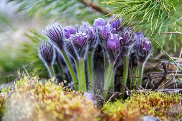 Boyarka şehrinde rüya çimi aramak için sabah yürüyüşü. Kiev bölgesi. Ukrayna. 03 numara. 29 yaşında. 2020