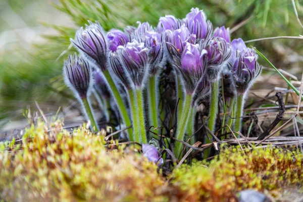 Boyarka şehrinde rüya çimi aramak için sabah yürüyüşü. Kiev bölgesi. Ukrayna. 03 numara. 29 yaşında. 2020