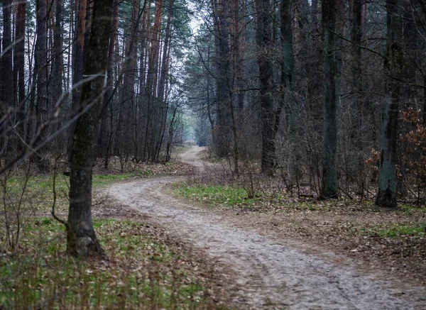 Πρωινή Βόλτα Μέσα Από Δάσος Αναζήτηση Του Χόρτου Όνειρο Πόλη — Φωτογραφία Αρχείου