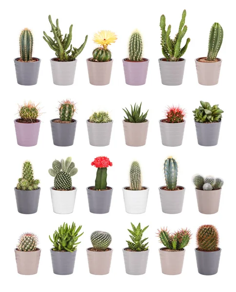 Cactus Collection Isolated White Background Aloe Other Succulents Colorful Ceramic — Stock Photo, Image