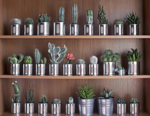 Cactus Succulents Shelf Recycle Aluminum Can — Stock Photo, Image