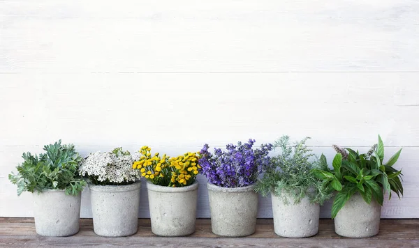 Fresh Herbs Garden Pots Cement Aromatic Herbs Concrete Pots — Stock Photo, Image