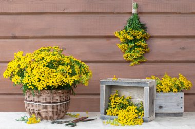 Medical herb tansy in a basket and rustic wooden boxes. Freshly harvested tansy, preparation for drying.  clipart