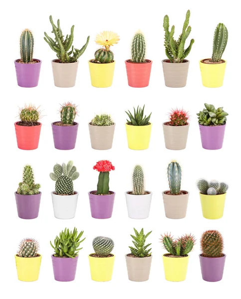 Kolekcja Kaktusów Białym Tle Aloes Inne Sukulenty Kolorowe Donice Ceramiczne — Zdjęcie stockowe