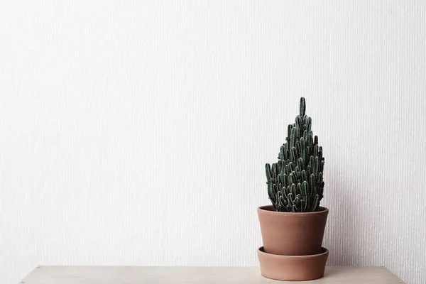 Cactus Poggia Uno Scaffale Vasi Ceramica Sfondo Bianco Della Parete — Foto Stock