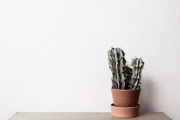 Stoisko Kaktusowe Półce Ceramicznych Doniczkach Białym Tle Ściany — Zdjęcie stockowe