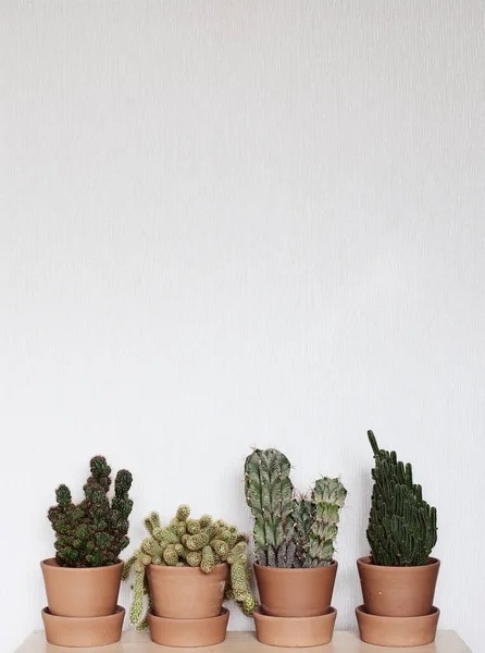 Cacti Ficar Uma Prateleira Vasos Cerâmica Fundo Parede Branco — Fotografia de Stock