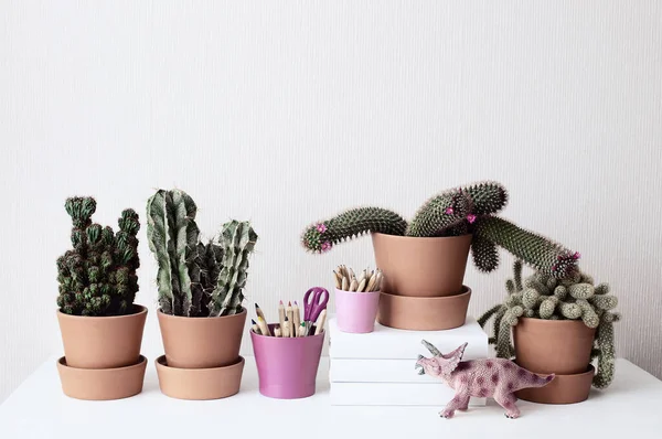 Cactus Stand Shelf Ceramic Pots White Wall Background Composition Blooming — Stock Photo, Image