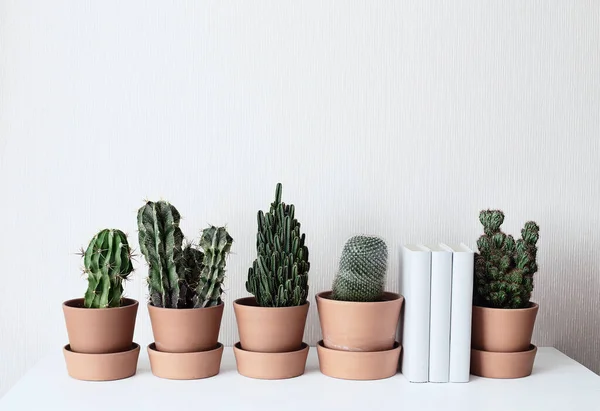 Cactus Stand Shelf Ceramic Pots White Wall Background Interior Decoration — Stock Photo, Image