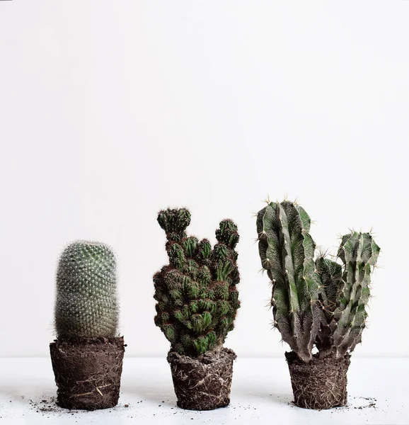 Cactus Pots Shelf Cacti Roots Minimalism Concept — Stock Photo, Image