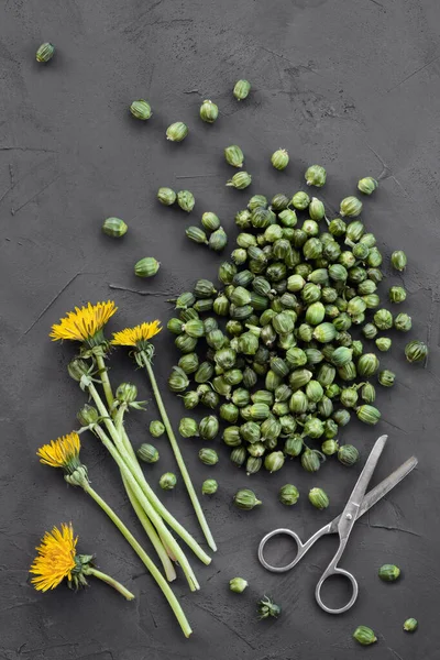 タンポポの芽 具体的な背景のケッパー ピックアップのための若い息 食用春タンポポの収穫 — ストック写真