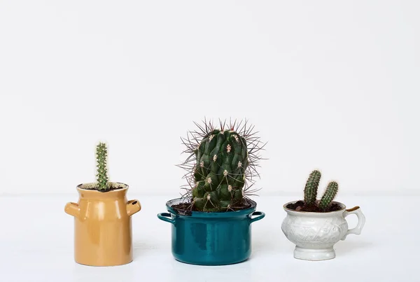Cactus Sur Une Table Blanche Sur Mur Blanc Petits Cactus — Photo