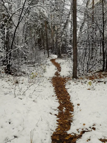 눈덮인 낙엽으로 뒤덮인 — 스톡 사진