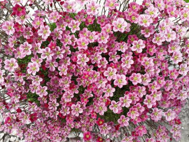 Saxifraga arendsii. Mor çiçeklerle açan yosunlu Saxifrage. Birçok çiçek yaprakları kaplar..