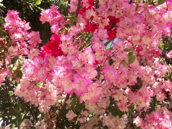 緑の葉を背景にピンク色の白と赤のブーゲンビリアの花 — ストック写真