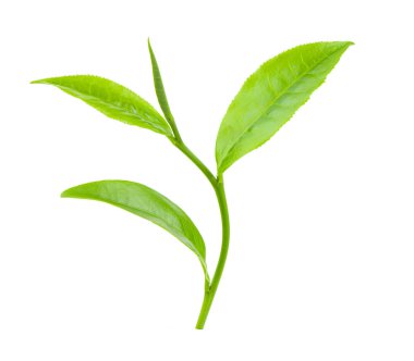 Beyaz arkaplanda yeşil çay yaprağı izole