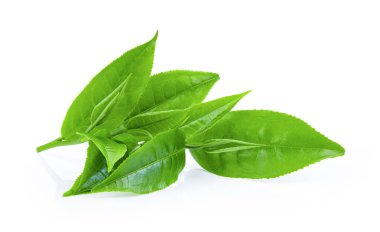Beyaz arkaplanda yeşil çay yaprağı izole