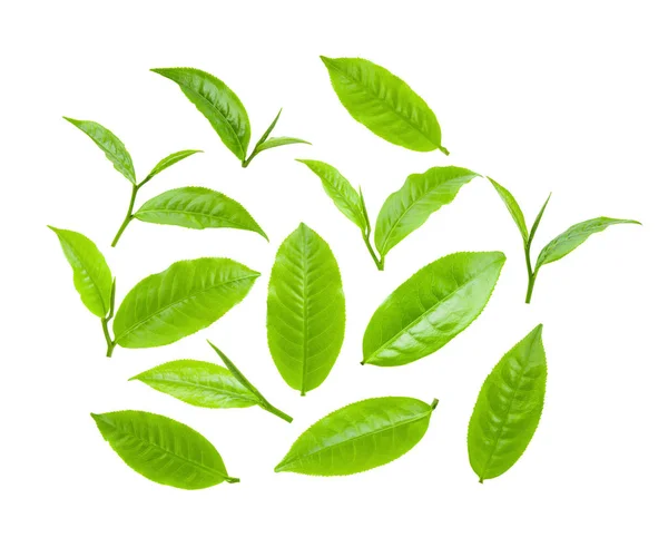 Green Tea Leaf Isolated White Background — Stock Photo, Image