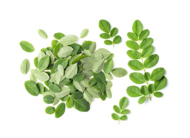 Moringa beyaz arkaplanda yapraklar bırakır. en üstteki görünüm
