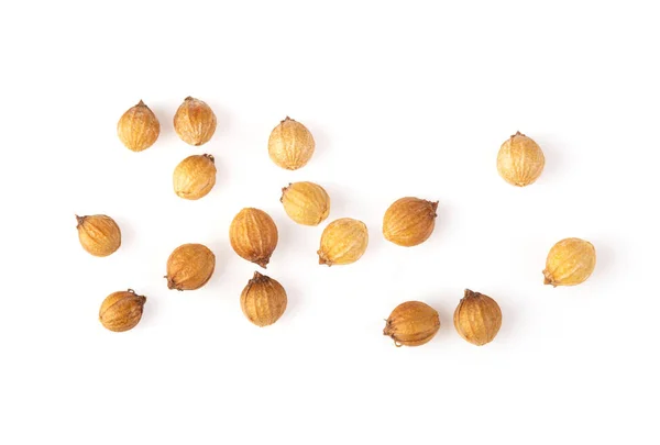 Coriander Seeds Isolated White Background — Stock Photo, Image