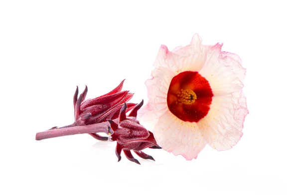 Roselle Hibiscus Flower White Background — Stock Photo, Image