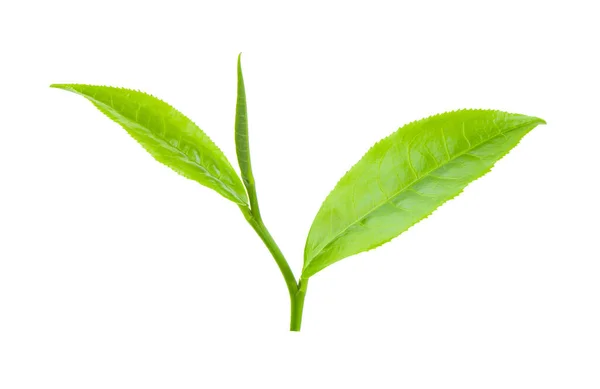 Свіжий Зелений Чайний Лист Ізольований Білому Тлі — стокове фото