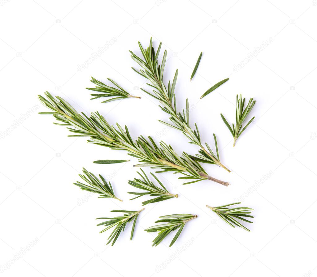 fresh rosemary isolated on white background. Top view