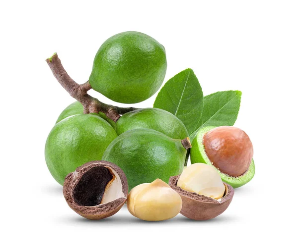 Beyaz arka planda yaprağı olan Macadamia fındıkları. tam alan derinliği
