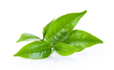 Beyaz arkaplanda yeşil çay yaprağı izole
