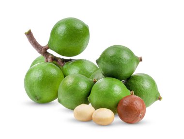 Beyaz arka planda yalıtılmış Macadamia fındıkları. tam alan derinliği