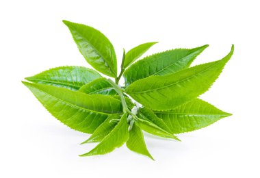 Beyaz arka planda yeşil çay yaprağı izole edilmiş. tam alan derinliği