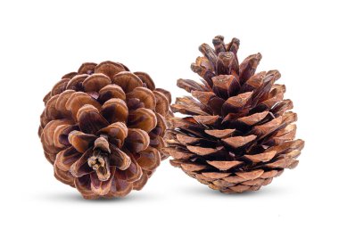 Beyaz arkaplanda çam kozalağı izole