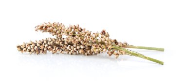 Sorghum beyaz arkaplanda izole edildi