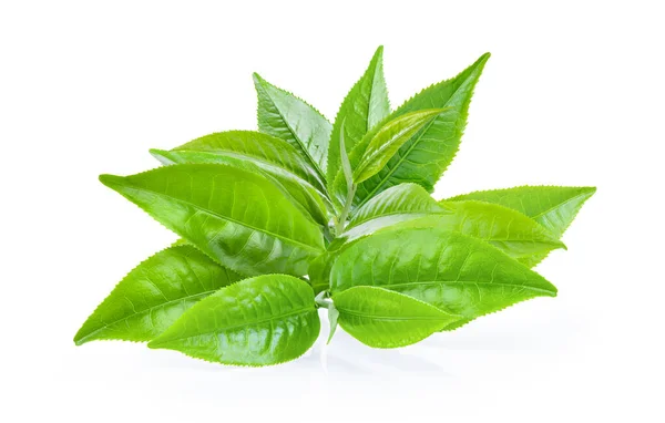 Zelený Čaj List Izolované Bílém Pozadí — Stock fotografie