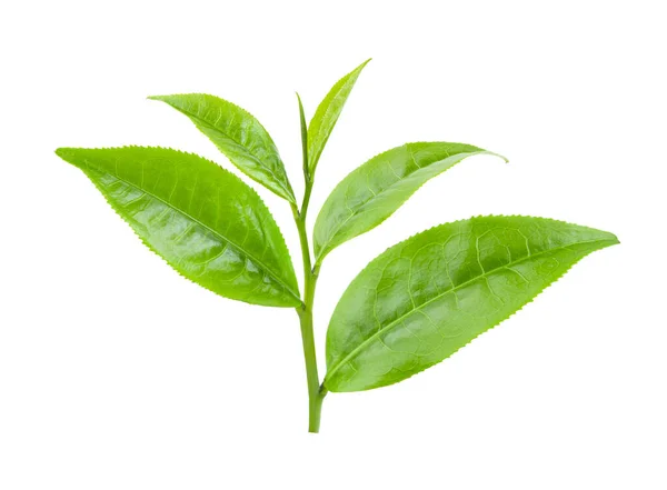 Зелений Чайний Лист Ізольований Білому Тлі — стокове фото