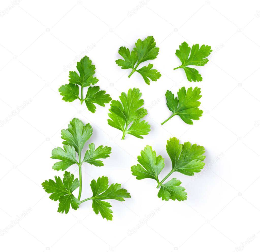 fresh parsley herb isolated on white background. top view