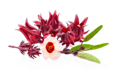 Beyaz arka planda izole Roselle hibiscus