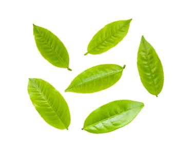 Beyaz arkaplanda yeşil çay yaprağı izole