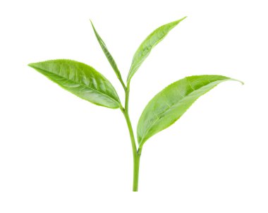 Beyaz arkaplanda yeşil çay yaprağı izole