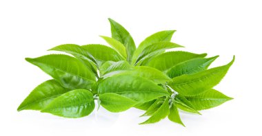 Beyaz arkaplanda yeşil çay yaprağı izole